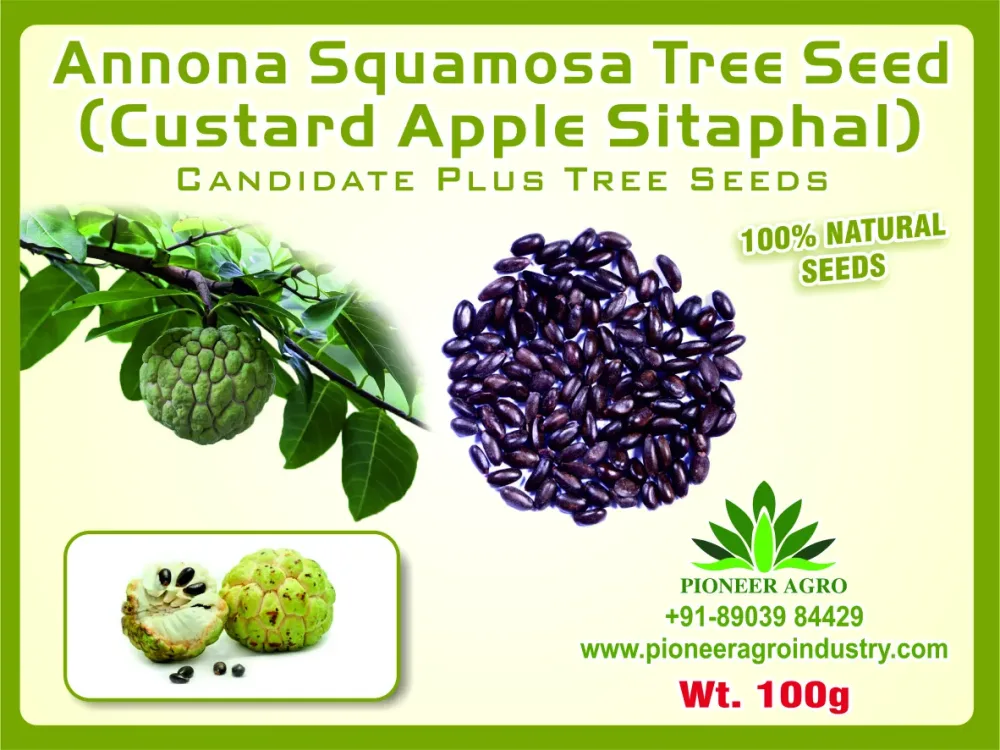 Custard Apple Seeds (Cheetah Seeds)