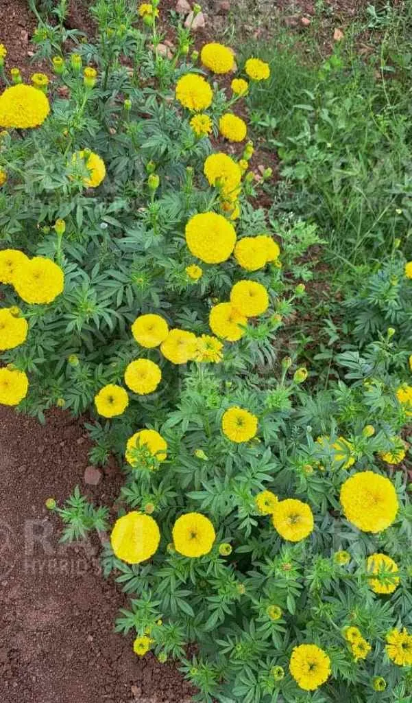 Sankranti
