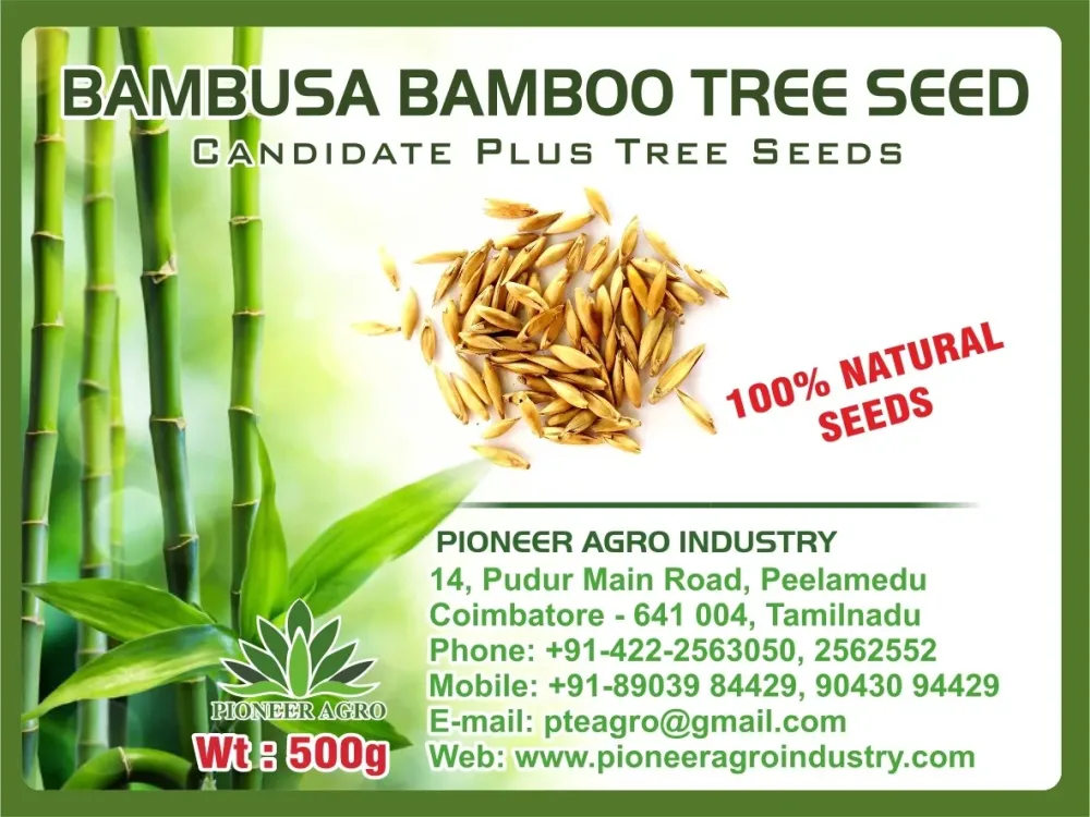 Bambusa Bamboo (Moongil) Tree Seeds