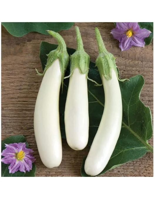 SR BRINJAL WHITE LONG