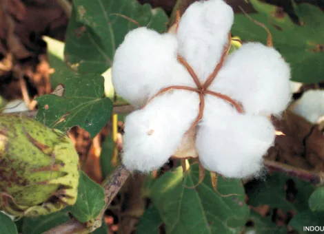 INDO-US – 955 HYBRID COTTON