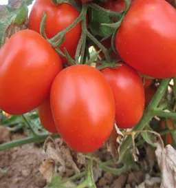 Tomato Anubhav F1