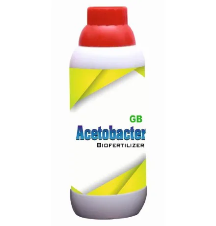 Acetobacter