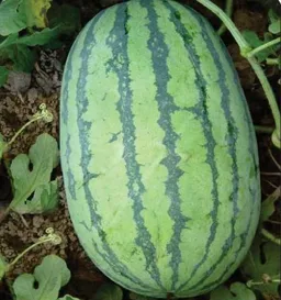 Water Melon Durgesh 786 F1