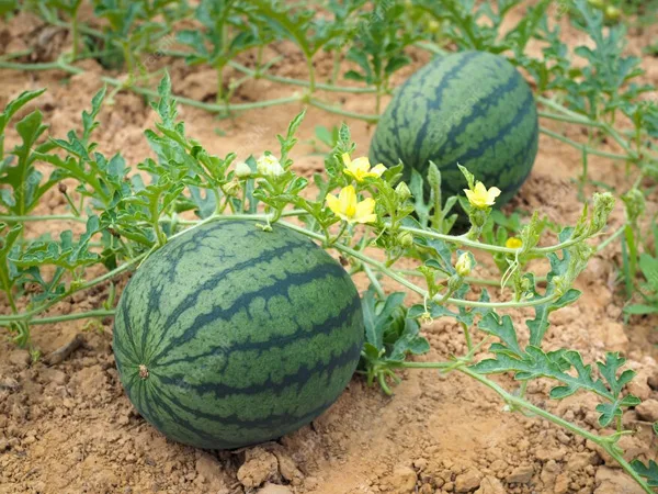 Water Melon Black Round