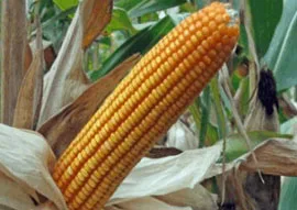 Hybrid Maize V - 1133