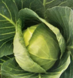 Cabbage Express Ball F1