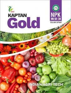 Kaptan Gold