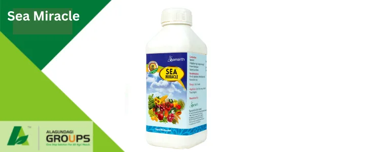Sea Miracle