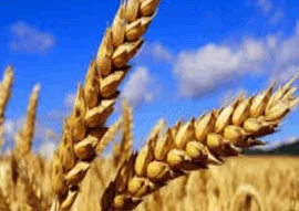 Improved Wheat Arjun-303