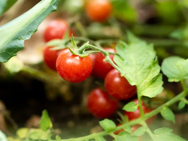 Tomato Oval