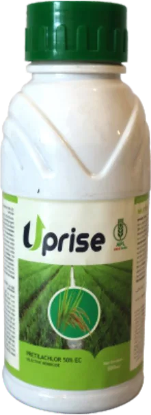 UP RISE