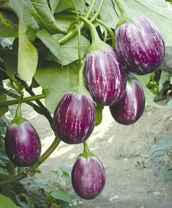 Brinjal Seeds(Eggplant Seeds )
