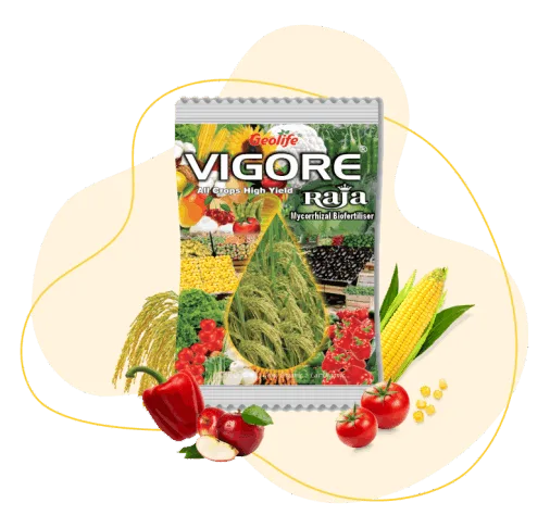 Vigore Raja
