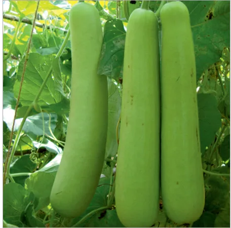 Bottle Gourd seeds