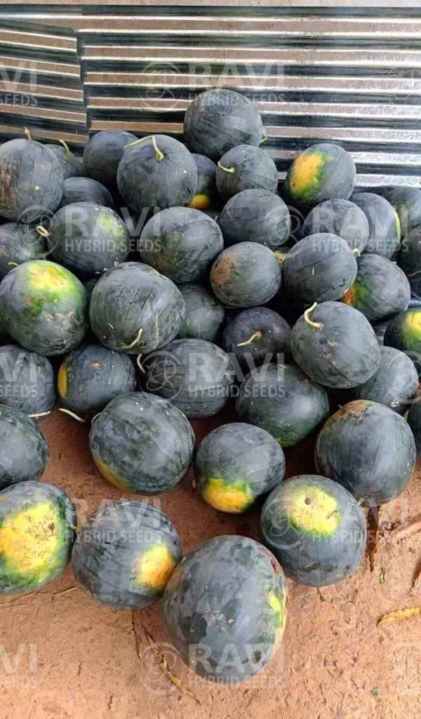Rama