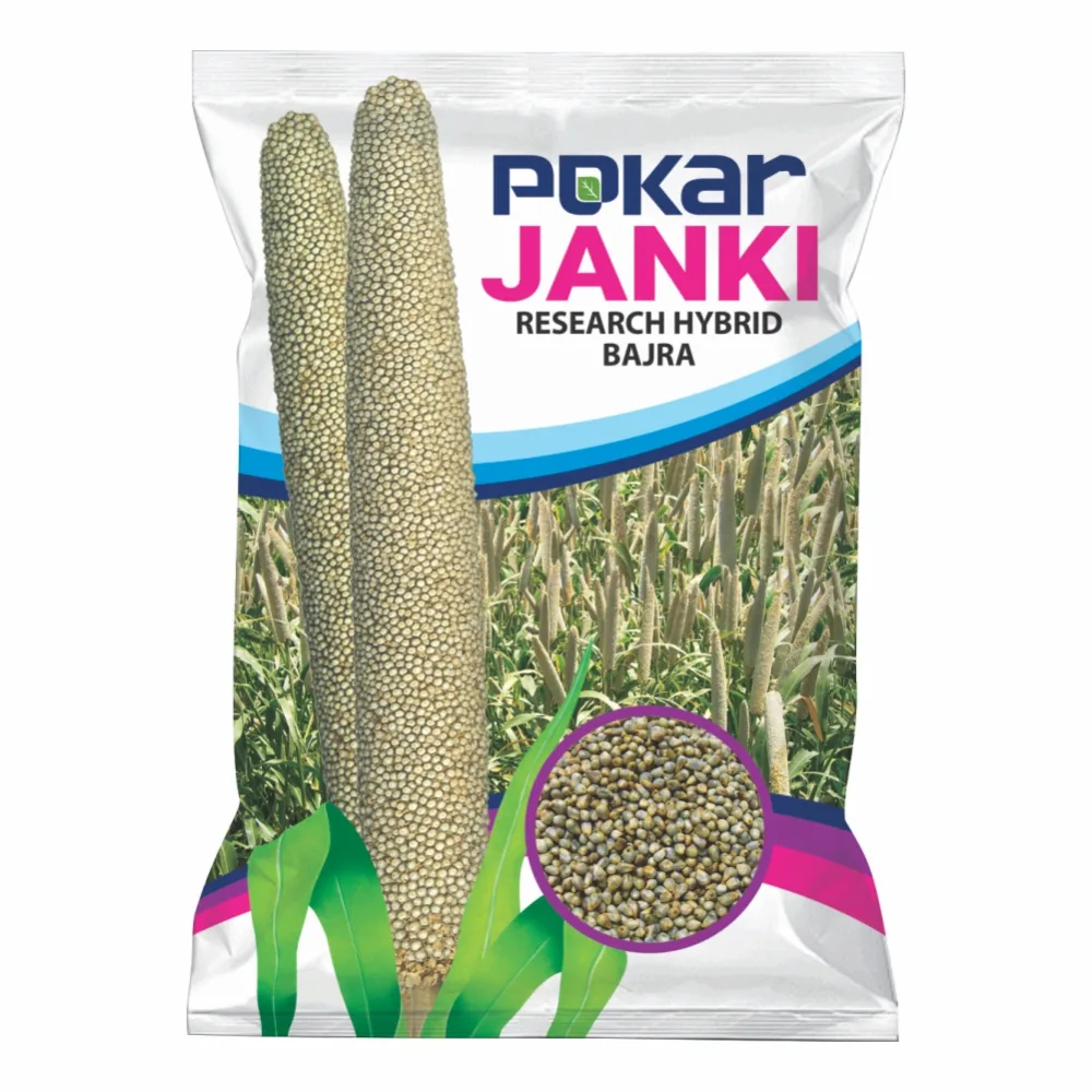 Hybrid Pearl Millet