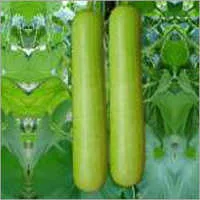 SR BOTTLE GOURD F-1 VINITA