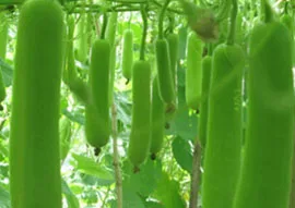 Hybrid Bottle Gourd Bharat
